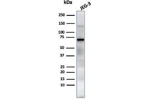 Western Blot Analysis of JEG-3 cell lysate using PLAP Mouse Monoclonal Antibody (GM022). (PLAP 抗体)