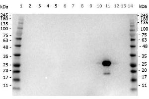 Western Blotting (WB) image for anti-Green Fluorescent Protein (GFP) antibody (HRP) (ABIN100089)