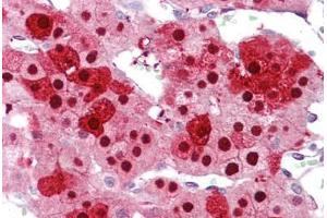 Anti-ZNF346 antibody IHC staining of human adrenal. (ZNF346 抗体  (N-Term))