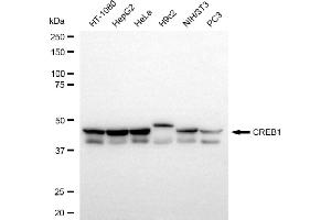Western blotting analysis using CREB1 antibody (ABIN7797857).
