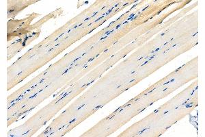 ABIN6265833 and ABIN6277102 at 1/100 staining Rat muscle tissue by IHC-P. (UAP1 抗体  (Internal Region))