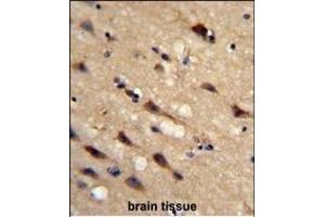 Formalin-fixed and paraffin-embedded human brain tissue reacted with IC Antibody (Center), which was peroxidase-conjugated to the secondary antibody, followed by DAB staining. (PPIC 抗体  (AA 61-89))