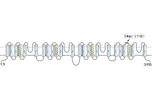 Representative domain view of the target of ABIN7043004.