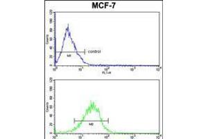 mouse BID Antibody (S61) FC analysis of MCF-7 cells (bottom histogram) compared to a negative control cell (top histogram). (BID 抗体  (AA 39-68))