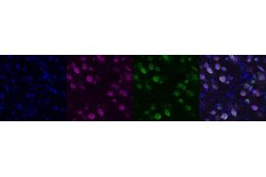 Immunohistochemistry (IHC) image for anti-Neuro-Oncological Ventral Antigen 1 (NOVA1) antibody (ABIN7456055) (NOVA1 抗体)