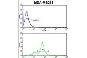 Flow cytometric analysis of MDA-MB231 cells (bottom histogram) compared to a negative control cell (top histogram). (CYP2A13 抗体  (C-Term))