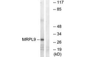 Western Blotting (WB) image for anti-Mitochondrial Ribosomal Protein L9 (MRPL9) (AA 211-260) antibody (ABIN2890059) (MRPL9 抗体  (AA 211-260))