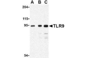 Image no. 1 for anti-Toll-Like Receptor 9 (TLR9) antibody (ABIN951281) (TLR9 抗体)