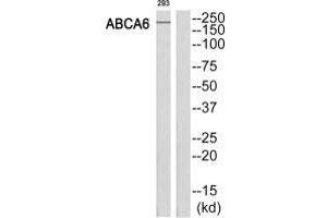Western blot analysis of extracts from 293 cells, using ABCA6 antibody. (ABCA6 抗体  (C-Term))