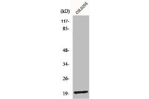 Western Blot analysis of COLO205 cells using MRP-L12 Polyclonal Antibody (MRPL12 抗体  (Internal Region))