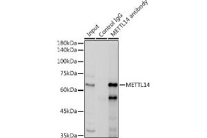 Immunoprecipitation analysis of 300 μg extracts of HepG2 cells using 3 μg METTL14 antibody (ABIN6131104, ABIN6143759, ABIN6143760 and ABIN6224625). (METTL14 抗体  (AA 1-210))