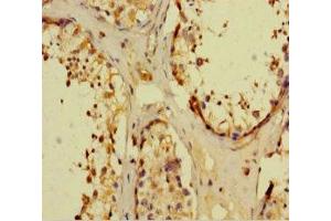 Immunohistochemistry of paraffin-embedded human testis tissue using ABIN7161898 at dilution of 1:100 (NR1I3 抗体  (AA 2-351))