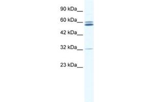 Western Blotting (WB) image for anti-Zinc Finger Protein 491 (ZNF491) antibody (ABIN2461306) (ZNF491 抗体)