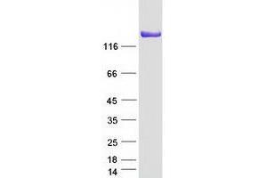 HDLBP Protein (Transcript Variant 1) (Myc-DYKDDDDK Tag)