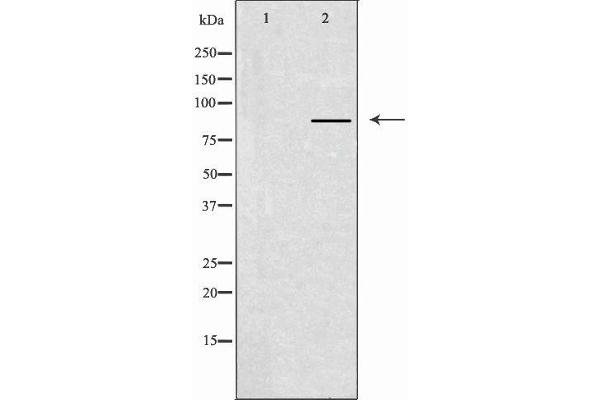 CLCN7 抗体  (N-Term)