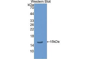 Western Blotting (WB) image for anti-Thyroid Stimulating Hormone, beta (TSHB) (AA 21-138) antibody (ABIN1078577) (TSHB 抗体  (AA 21-138))