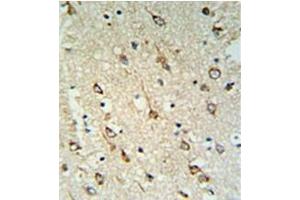 Formalin fixed and paraffin embedded human brain tissue reacted with DNAJC6 Antibody  followed by peroxidase conjugation of the secondary antibody and DAB staining. (DNAJC6 抗体  (Middle Region))