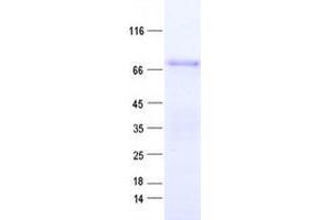 Western Blotting (WB) image for Zinc Finger Protein 317 (ZNF317) protein (His tag) (ABIN2735996)
