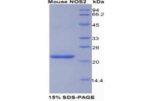 SDS-PAGE (SDS) image for Nitric Oxide Synthase 2, Inducible (NOS2) (AA 43-213) protein (His tag) (ABIN1080381)
