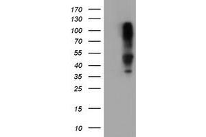 Image no. 1 for anti-serpin Peptidase Inhibitor, Clade B (Ovalbumin), Member 1 (SERPINB1) (AA 77-306) antibody (ABIN1491672) (SERPINB1 抗体  (AA 77-306))
