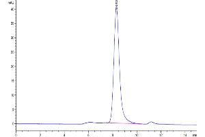 The purity of Mouse SELL is greater than 95 % as determined by SEC-HPLC. (L-Selectin Protein (AA 39-332) (His tag))