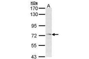 Image no. 1 for anti-Frizzled Family Receptor 1 (Fzd1) (AA 1-15) antibody (ABIN467506) (FZD1 抗体  (AA 1-15))