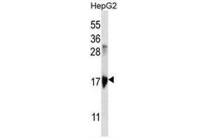 KRTAP1-3 Antibody (Center) western blot analysis in HepG2 cell line lysates (35µg/lane). (KRTAP1-3 抗体  (Middle Region))