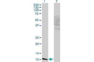 Western Blot analysis of MYCBP expression in transfected 293T cell line by MYCBP monoclonal antibody (M13), clone 1B12. (MYCBP 抗体  (AA 34-103))