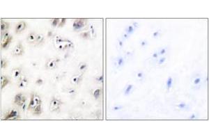 Immunohistochemistry analysis of paraffin-embedded human brain tissue, using Amylin Antibody. (Amylin/DAP 抗体  (AA 1-50))