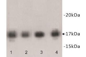 Western Blotting (WB) image for anti-Histone Cluster 1, H3f (HIST1H3F) (3meLys9) antibody (ABIN1854994) (HIST1H3F 抗体  (3meLys9))