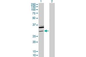 Western Blot analysis of SAP30 expression in transfected 293T cell line by SAP30 MaxPab polyclonal antibody. (SAP30 抗体  (AA 1-220))