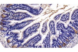 Detection of TFF2 in Mouse Colon Tissue using Polyclonal Antibody to Trefoil Factor 2 (TFF2) (Trefoil Factor 2 抗体  (AA 25-127))