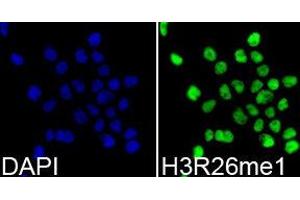 Immunofluorescence (IF) image for anti-Histone 3 (H3) (H3R26me) antibody (ABIN1873017) (Histone 3 抗体  (H3R26me))