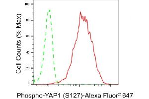 Flow cytometric analysis of Phospho-YAP1 (S127) expression in HepG2 cells using Phospho-YAP1 (S127) antibody (ABIN7800882), 1:2,000). (Recombinant YAP1 抗体  (pSer127))