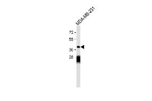 Anti-OPRM1 Antibody (Center) at 1:500 dilution + MDA-MB-231 whole cell lysate Lysates/proteins at 20 μg per lane. (Mu Opioid Receptor 1 抗体  (AA 161-187))