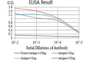 Black line: Control Antigen (100 ng),Purple line: Antigen (10 ng), Blue line: Antigen (50 ng), Red line:Antigen (100 ng) (Metabotropic Glutamate Receptor 1 抗体  (AA 387-486))