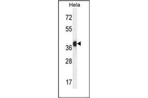 Western blot analysis of Folate receptor alpha Antibody (N-term) in Hela cell line lysates (35ug/lane).