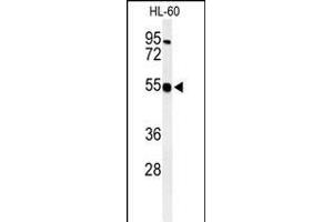 Western blot analysis of HS2ST1 Antibody (N-term) (ABIN391988 and ABIN2841776) in HL-60 cell line lysates (35 μg/lane). (HS2ST1 抗体  (N-Term))
