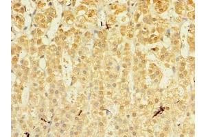 Immunohistochemistry of paraffin-embedded human adrenal gland tissue using ABIN7142443 at dilution of 1:100 (MRPL53 抗体  (AA 8-113))