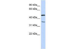 WB Suggested Anti-FAM81B Antibody Titration: 0. (FAM81B 抗体  (N-Term))