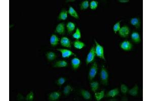 Immunofluorescence staining of Hela cells with ABIN7149388 at 1:33, counter-stained with DAPI. (NUBP2 抗体  (AA 54-170))