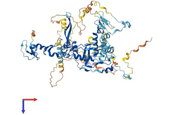 FBXO40 Protein (AA 1-709) (His tag)