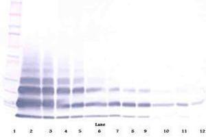 Image no. 4 for anti-Resistin Like beta (RETNLB) antibody (ABIN465495) (RETNLB 抗体)