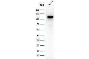 Western Blot Analysis of K562 cell lysate using CD43 Mouse Monoclonal Antibody (SPN/1094). (CD43 抗体)
