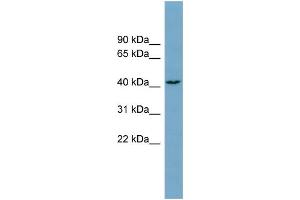 WB Suggested Anti-DNAJC25 Antibody Titration:  0. (DNAJC25 抗体  (Middle Region))