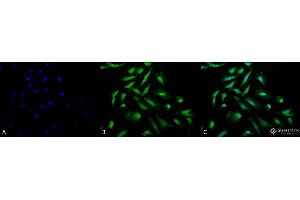 Immunocytochemistry/Immunofluorescence analysis using Rabbit Anti-CDC37 Polyclonal Antibody . (CDC37 抗体)