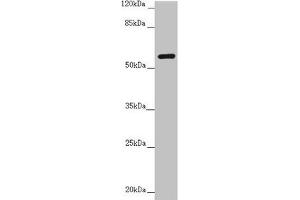 Western blot All lanes: CEP57 antibody at 3. (CEP57 抗体  (AA 1-240))