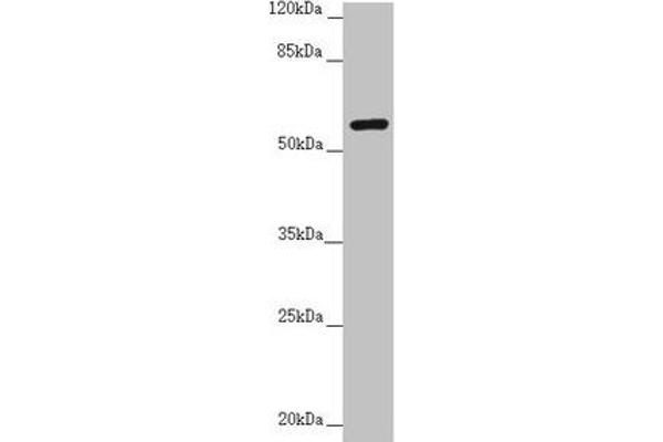 CEP57 抗体  (AA 1-240)