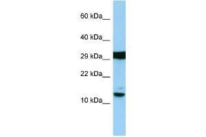 Host: Rabbit Target Name: H2AFJ Sample Type: RPMI-8226 Whole Cell lysates Antibody Dilution: 1. (H2AFJ 抗体  (N-Term))