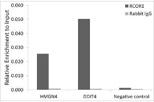 Chromatin immunoprecipitation analysis of extracts of HepG2 cells, using CoREST/RCOR1 antibody (ABIN6128626, ABIN6146830, ABIN6146831 and ABIN6216621) and rabbit IgG. (CoREST 抗体  (AA 256-485))